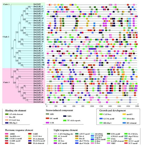 what are cis acting regulatory elements