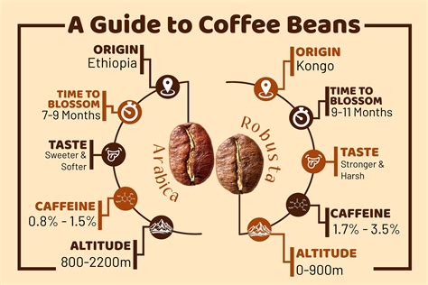 what are coffee beans classified as