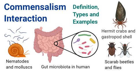 what are commensal bacteria
