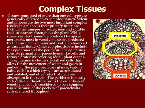 what are complex tissues
