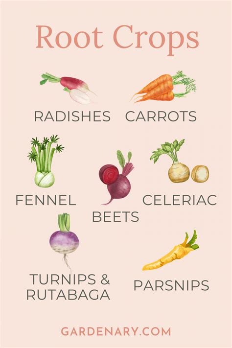 What Are Considered Root Crops