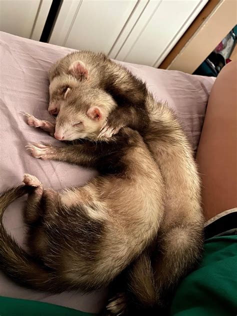 What Are Cuddle Bugs