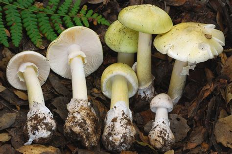 what are death cap mushrooms