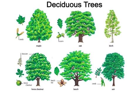 What Are Deciduous Trees Do