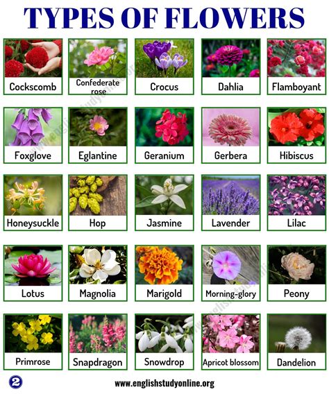 what are different kinds of flowers
