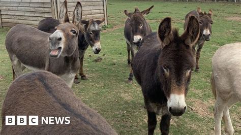 What Are Donkey Bombs