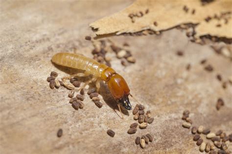what are drywood termites