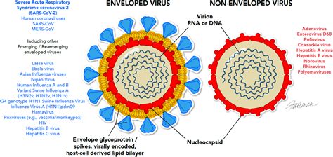 What Are Enveloped Virus