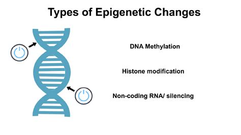 What Are Examples Of Epigenetic Changes