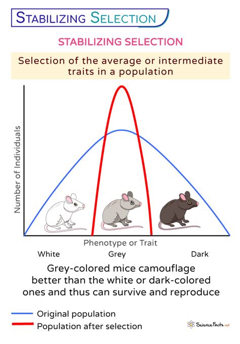 What Are Examples Of Stabilizing Selection