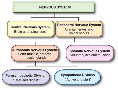 what are functions of the peripheral nervous system
