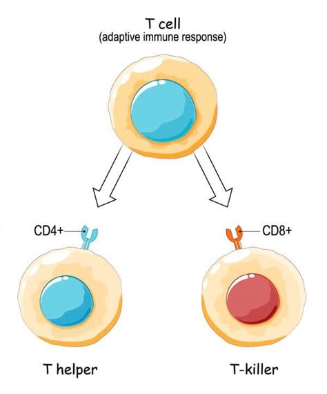 what are helper t cells