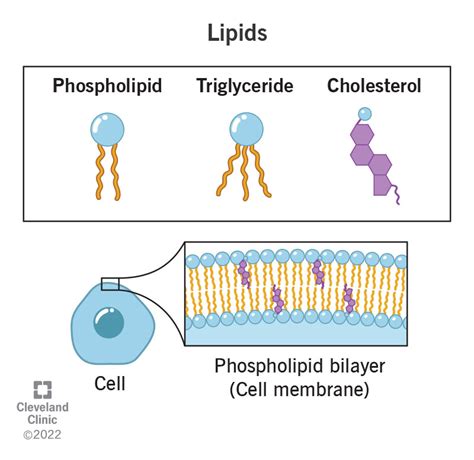 Unravel the Mysteries: A Clear Guide to Lipid Polymers 101