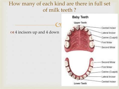 what are milk teeth and permanent teeth class 4