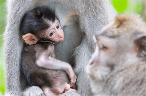 What Are Monkey Babies Called