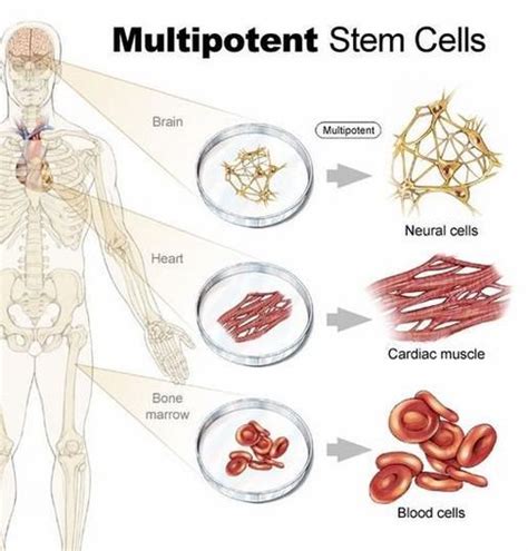 what are multipotent stem cells