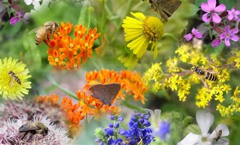 What Are Native Pollinators