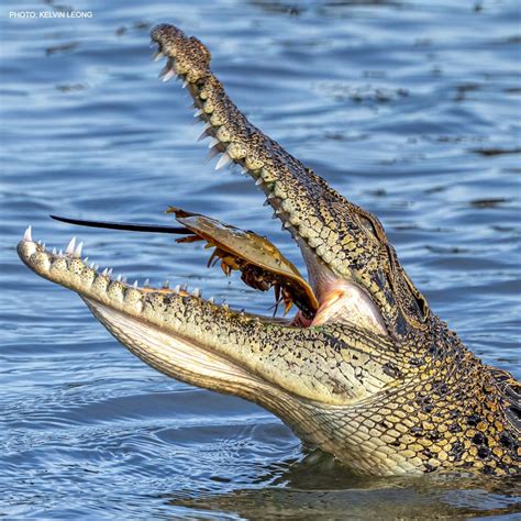 what are nile crocodile predators