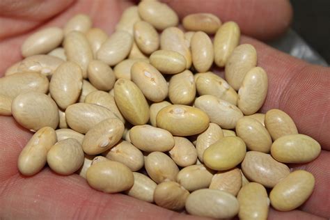 what are peruvian beans