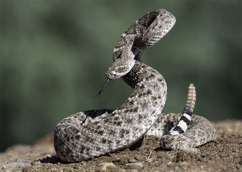 what are rattlesnakes good for