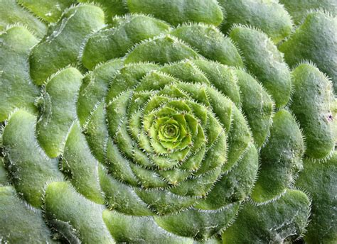 what are repeating patterns in nature called