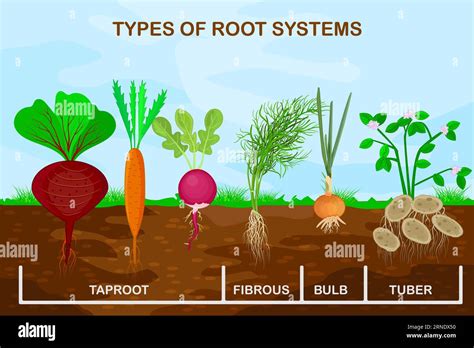 What Are Root Plants