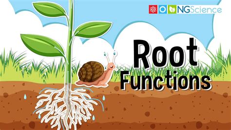 What Are Roots Of Functions