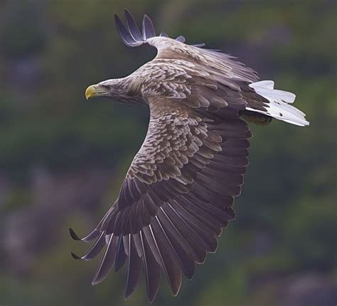 what are sea eagles called