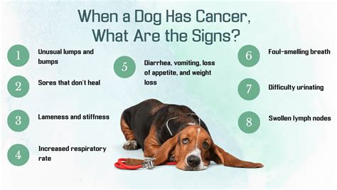 what are signs of dog cancer