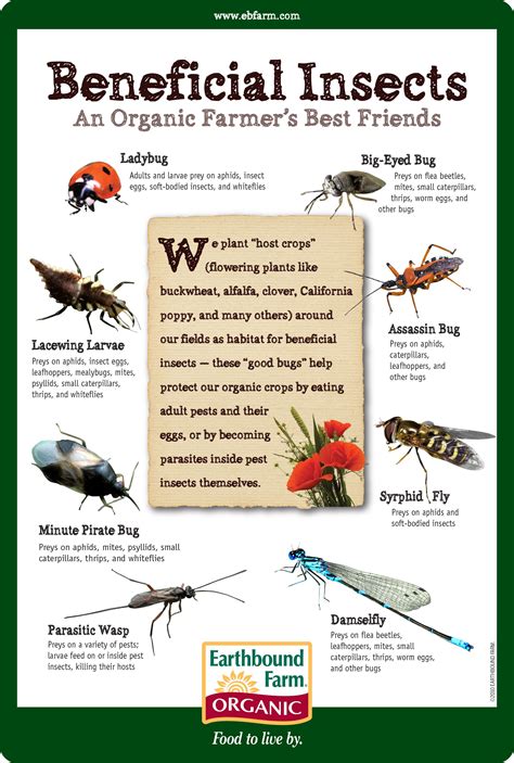 what are some beneficial garden insects