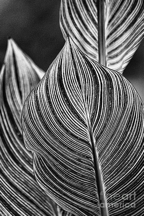 what are some examples of curved lines in nature