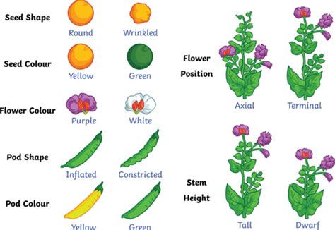 what are some examples of inherited traits in plants and animals