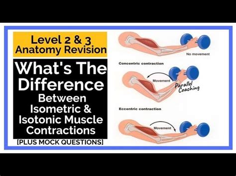 What Are Some Examples Of Isotonic Exercises And Isometric Exercises