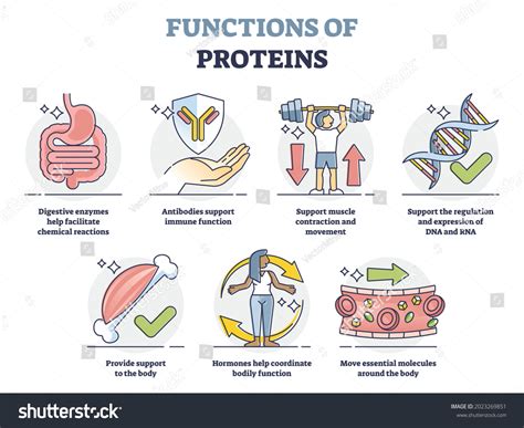 what are some examples of protein functions