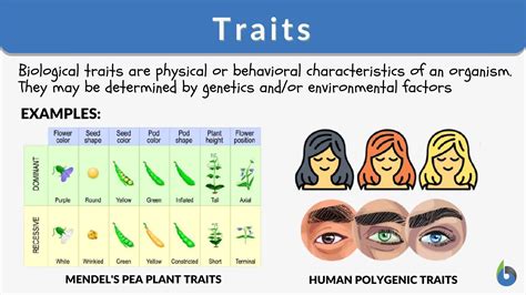 what are some examples of types of traits