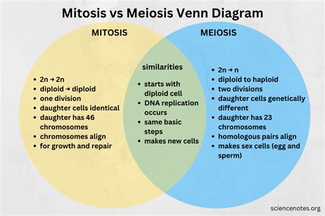 what are some of the main differences between mitosis and meiosis quizlet
