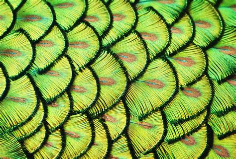 what are some patterns in nature
