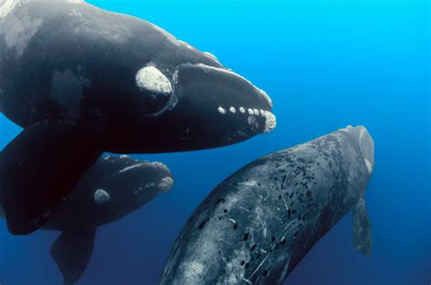 what are southern right whales known for