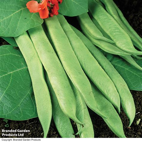 What Are Stringless Runner Beans