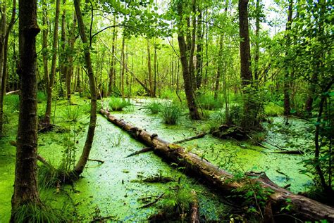 What Are Swamp Forest