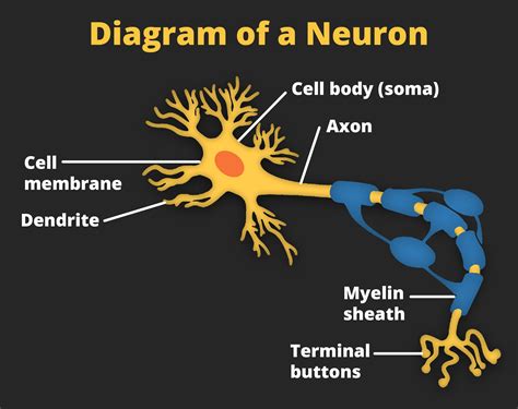 What Are Terminal Buttons In A Neuron