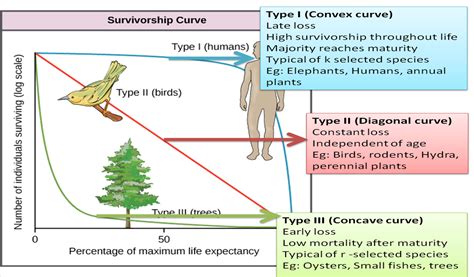 what are the 3 survivorship curves