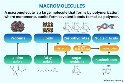 What Are The 4 Main Macromolecules And Their Functions