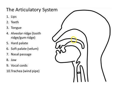 what are the 7 articulators