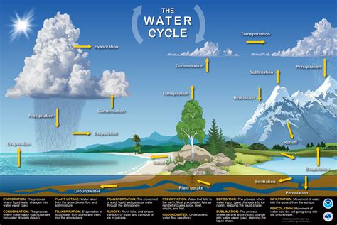 what are the 7 steps of water cycle