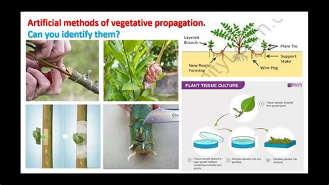 What Are The Artificial Methods Of Vegetative Reproduction In Plants With Examples