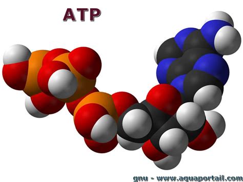 what are the atp