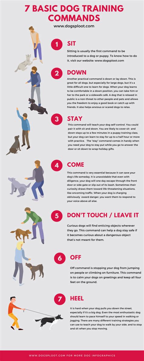 What Are The Basic Commands For Dog Training