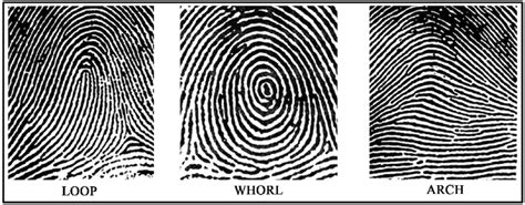 what are the basic fingerprint patterns