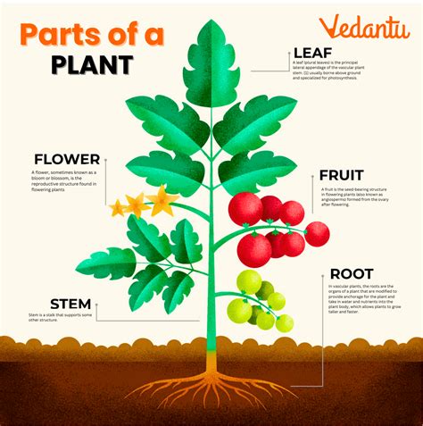 what are the basic parts of a plant and their functions